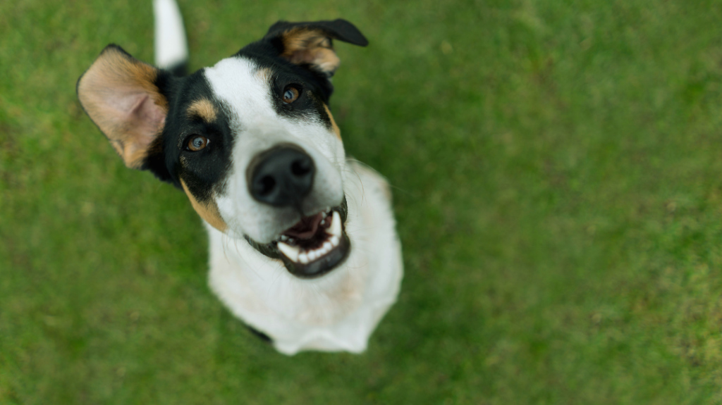 Visit These Tuscaloosa Dog Parks This Summer Hamner Real Estate